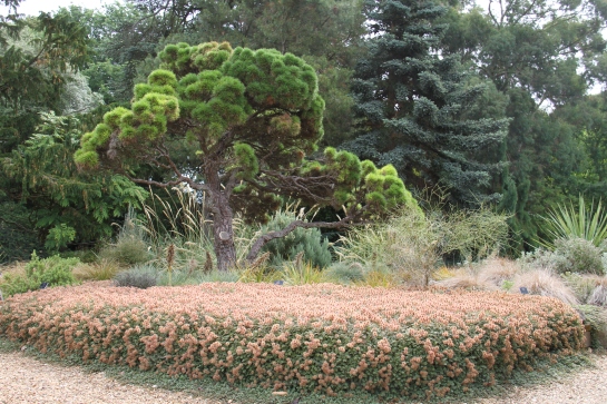 miniature pine