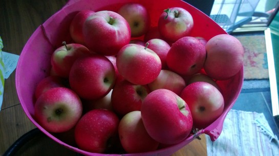 early apple crop