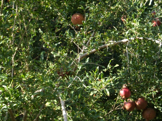 Pomegranates...